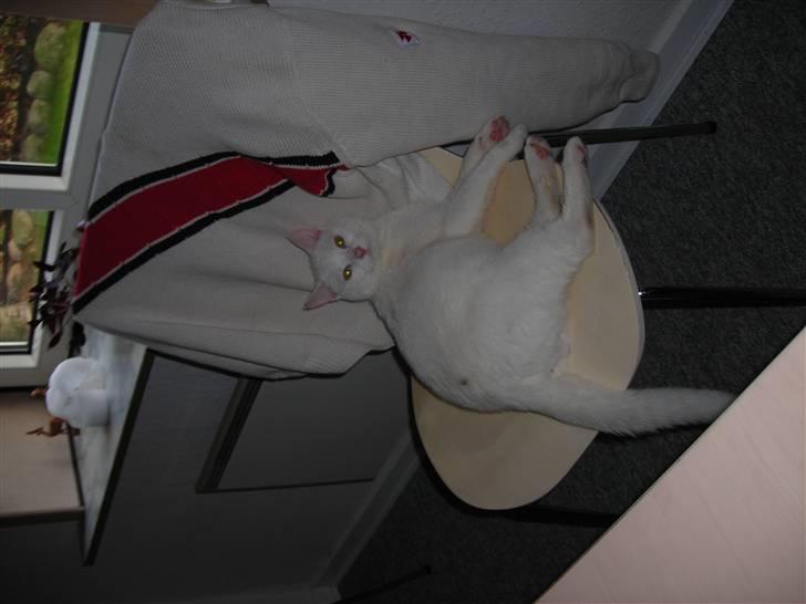 Huskat Ib star (EFTERLYSES!!!!!) - Her ligger jeg på en stol:=) billede 9