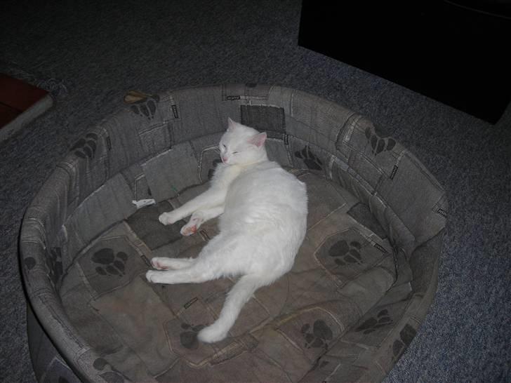 Huskat Ib star (EFTERLYSES!!!!!) - Her ligger jeg i Simbas kurv<333 billede 10