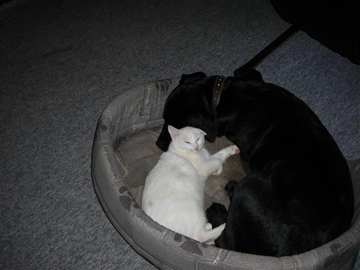 Huskat Ib star (EFTERLYSES!!!!!) - Og her putter vi igen:=) billede 11