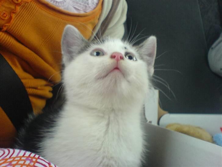 Huskat tarzan - uhhhhhhhh så køre vi;=}hehe på vej hjem i bilen  billede 1