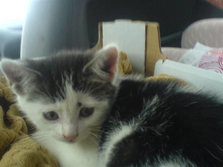 Huskat tarzan - er der et eller andet der nede eller er det bare mighehe;=] første arften hjem billede 2