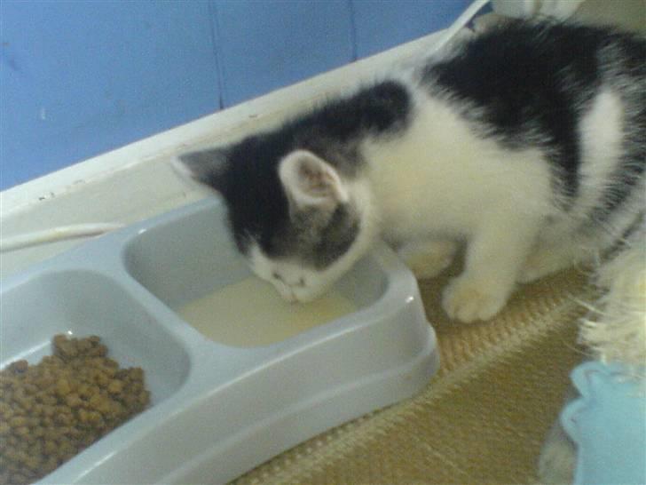 Huskat tarzan - ummmmmmmm det smager godt;=} billede 3