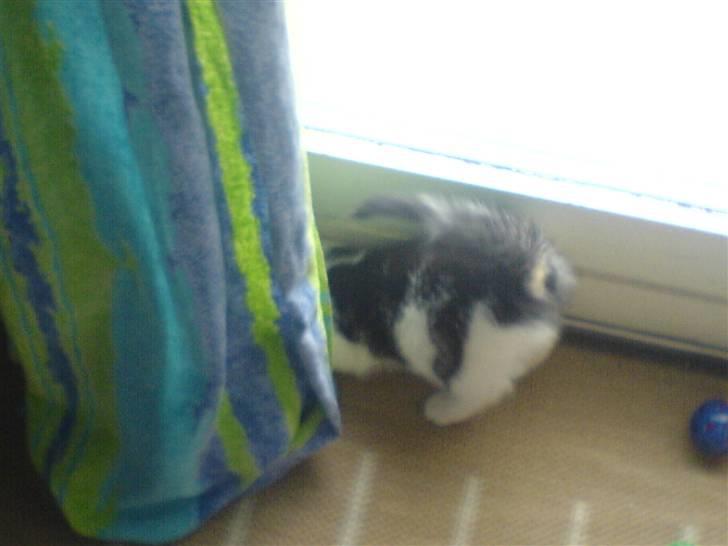 Huskat tarzan - i kan ik se mig vel;o billede 4