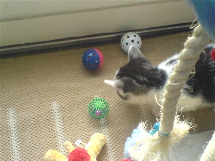 Huskat tarzan - hva for en skal jeg tag hvad syns i?;=} billede 5