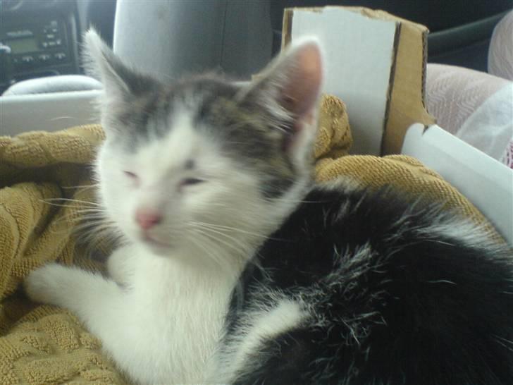 Huskat tarzan - la mig sove er tært billede 6