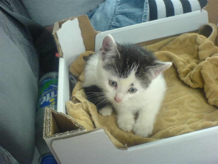 Huskat tarzan billede 7