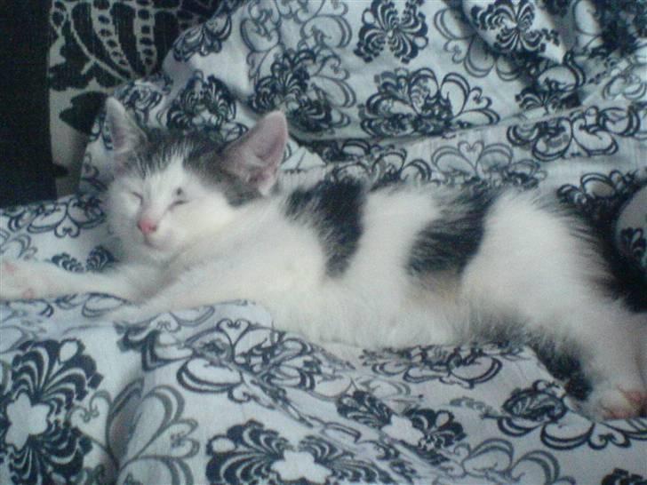 Huskat tarzan billede 8