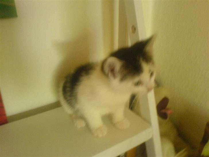 Huskat tarzan billede 9