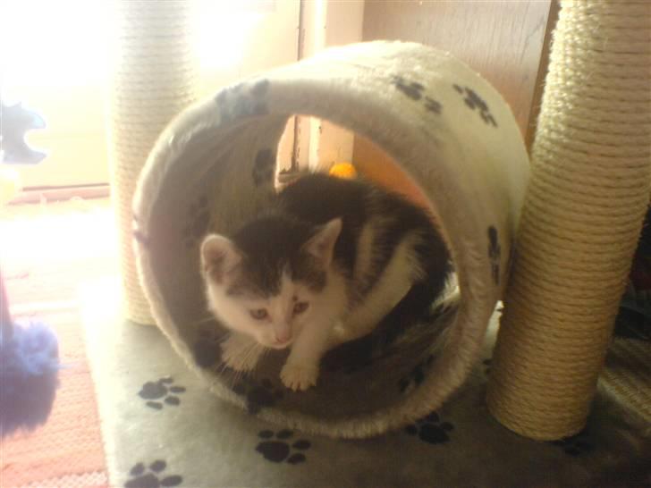 Huskat tarzan billede 10