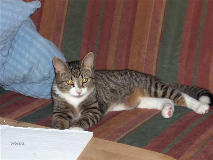 Huskat Swetlana - her slapper man godt af - samtidig med at man kan holde øje med om der skeer noget spændende... billede 1