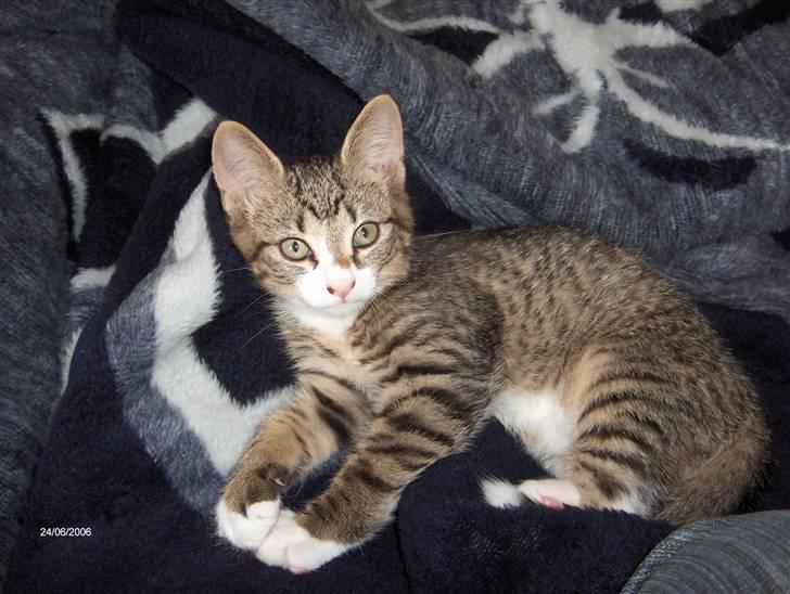 Huskat Swetlana - da han var en bette dreng.... billede 2