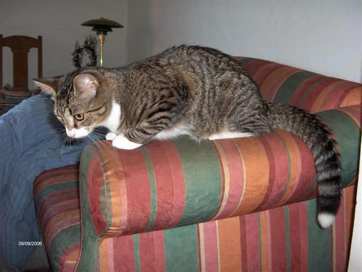 Huskat Swetlana - her troner man fra...... billede 3