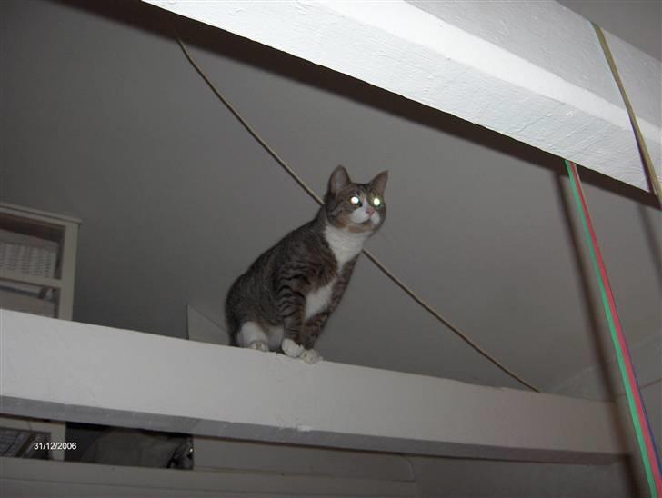 Huskat Swetlana - Tiger på spring.... billede 4