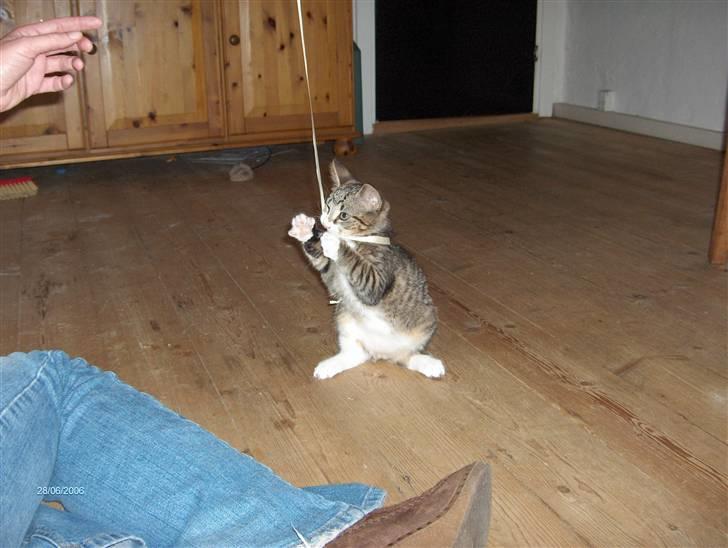 Huskat Swetlana - Bette og meget legesyg..... billede 5