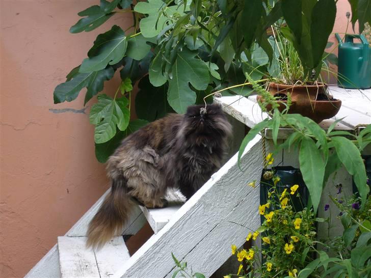 Perser Agrippina's Ofelia - 070707 billede 9