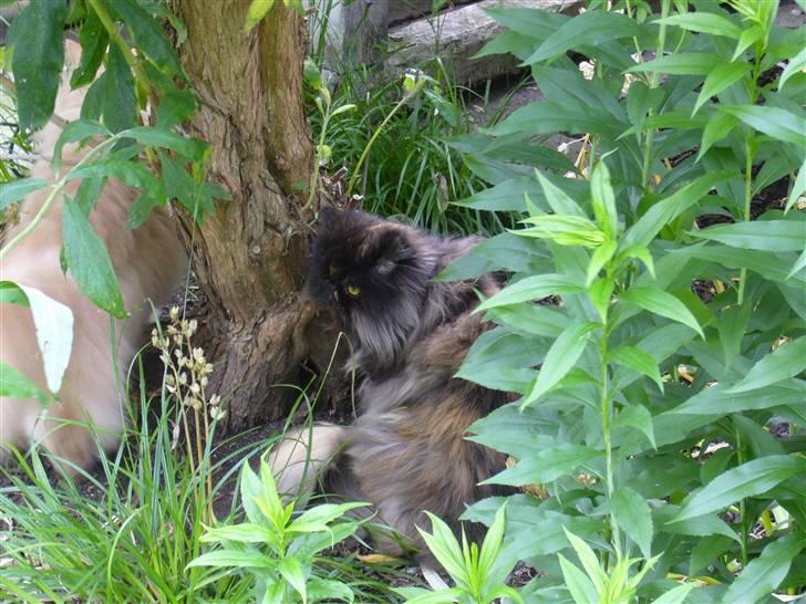 Perser Agrippina's Ofelia - Vildkatten! :p billede 10