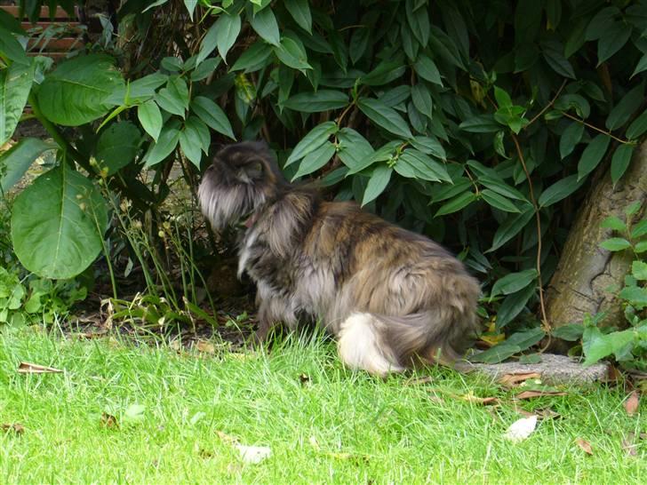 Perser Agrippina's Ofelia - 070707 billede 11