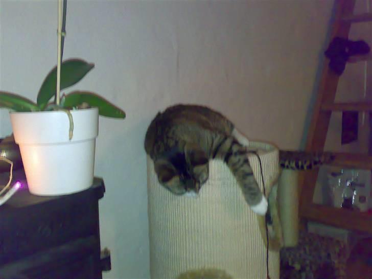 Huskat Swetlana - han elsker det nye kattetræ....... billede 7