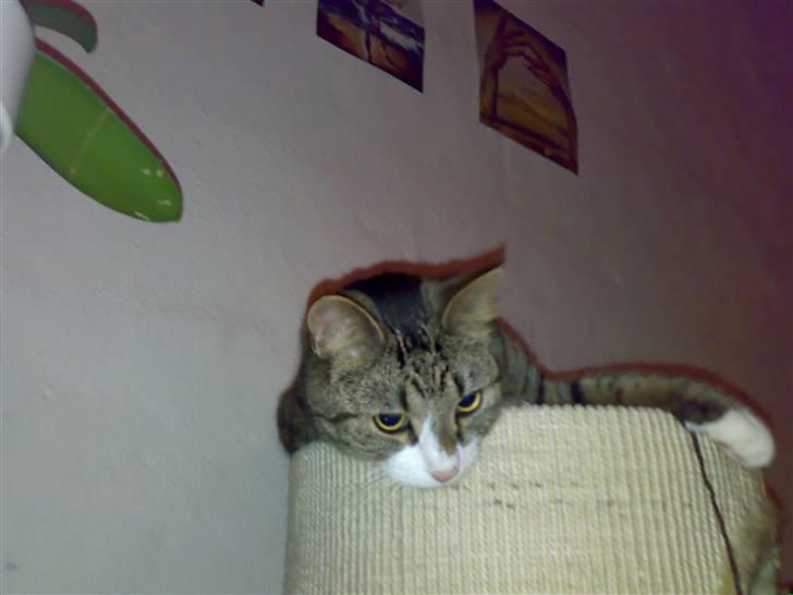 Huskat Swetlana - Og man kan putte her, fantastisk..... billede 8