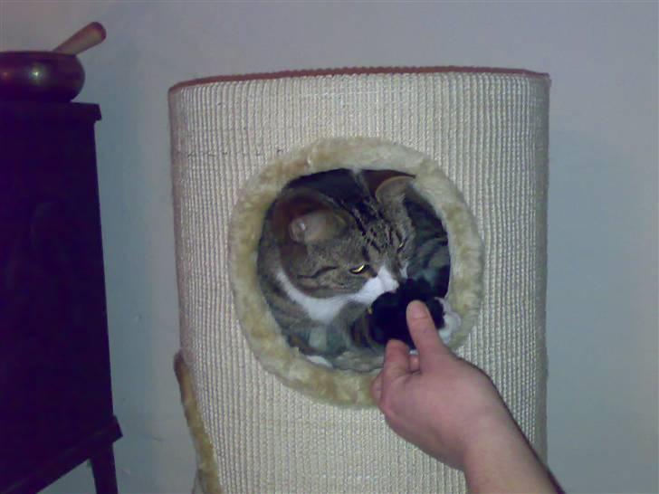 Huskat Swetlana - Og en hule, det blir jo ikke bedre..... skønt..... billede 9