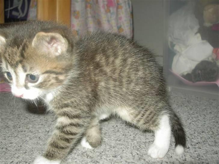 Huskat Swetlana - Helt bette lille, inden jeg fik ham, se den hvide halespids...... billede 10