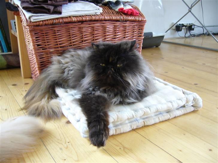 Perser Agrippina's Ofelia - I´m the queen!  billede 12