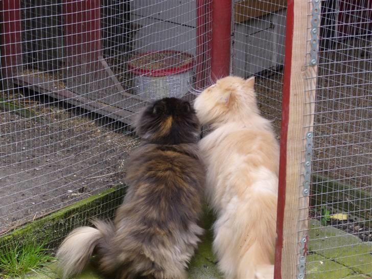 Perser Agrippina's Ofelia - Ofelia og Othello tjekker undulaterne ud ;) billede 13