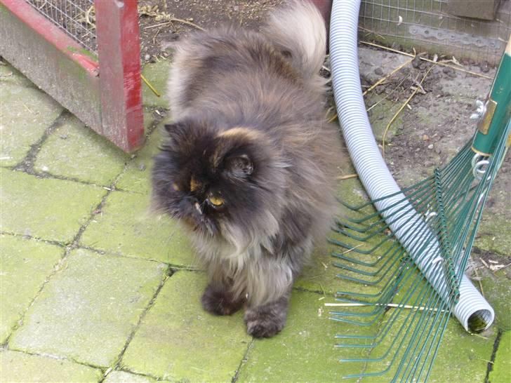 Perser Agrippina's Ofelia - 070707 billede 14