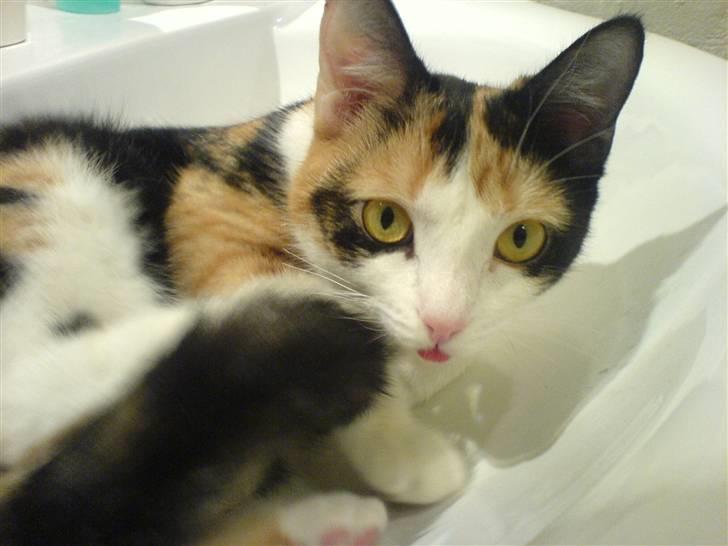 Blanding af racer olivia - du kan vel ikke se at jeg rækker tunge hvis jeg tager halen foran vel billede 8