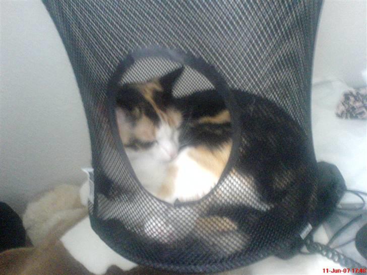 Blanding af racer olivia - ja rigtig nok olivia det net er til at putte ting ind i :p men så er spørgsmålet bare hvorfor ligger du der? :p billede 9