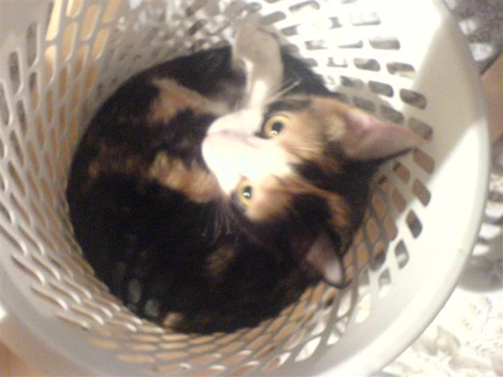 Blanding af racer olivia - nej der var en papirskurv man kunne kravle ned i :p billede 10