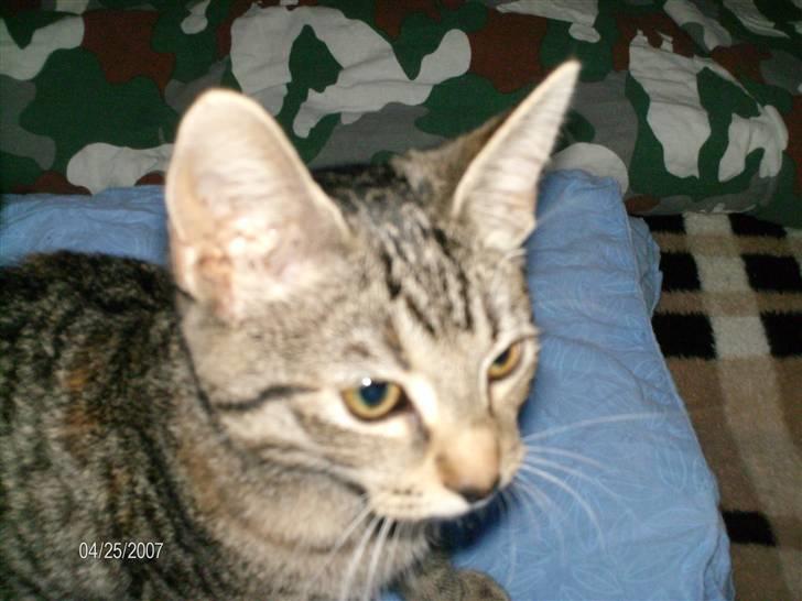 Huskat mille billede 3
