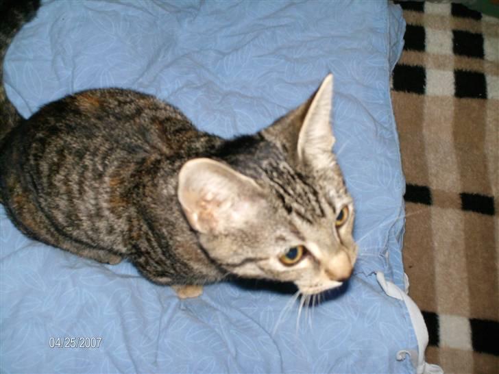 Huskat mille billede 4