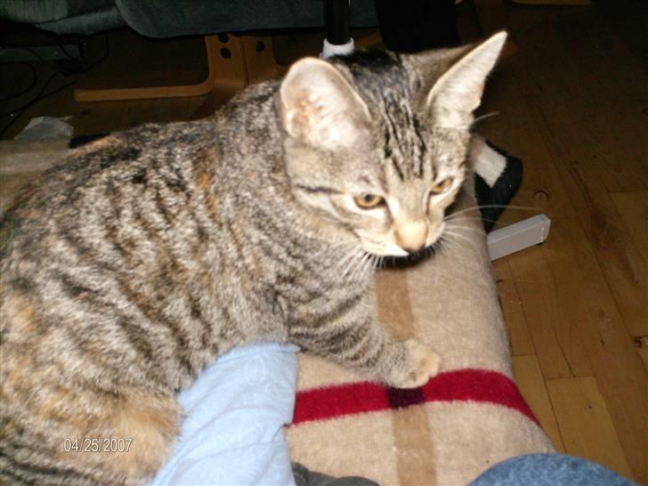 Huskat mille billede 8