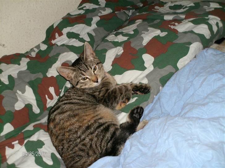 Huskat mille billede 10