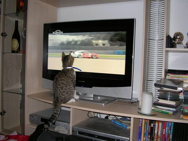 Blanding af racer mickey Mouse - NYT ; tager den i næste omgang....... billede 2