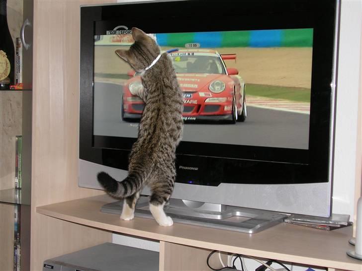 Blanding af racer mickey Mouse - NYT ; nu har jeg dig Hahaha billede 3