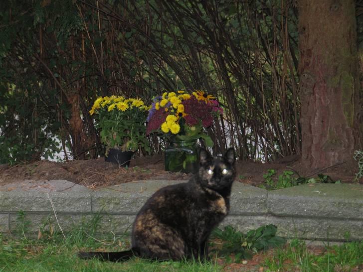 Huskat Didde - Her sidder jeg ved Olivers gravsted. billede 7