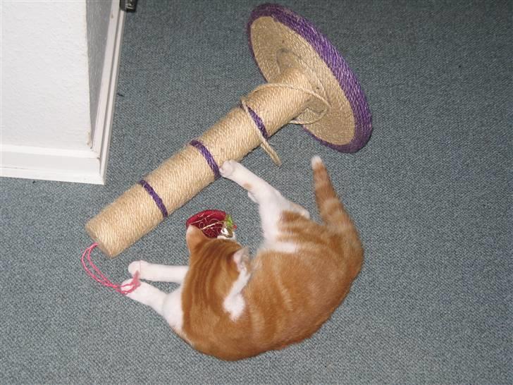 Huskat Choko - Kan i ike lige rejse den op igen? Tak. billede 15