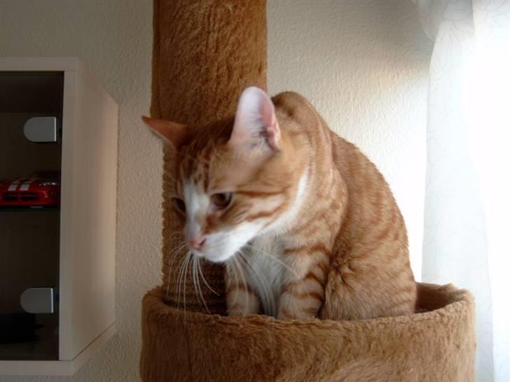 Huskat Tumle billede 8