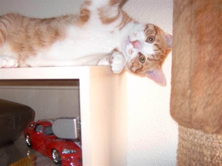 Huskat Tiger billede 7