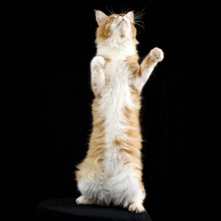 Maine Coon Frode billede 11