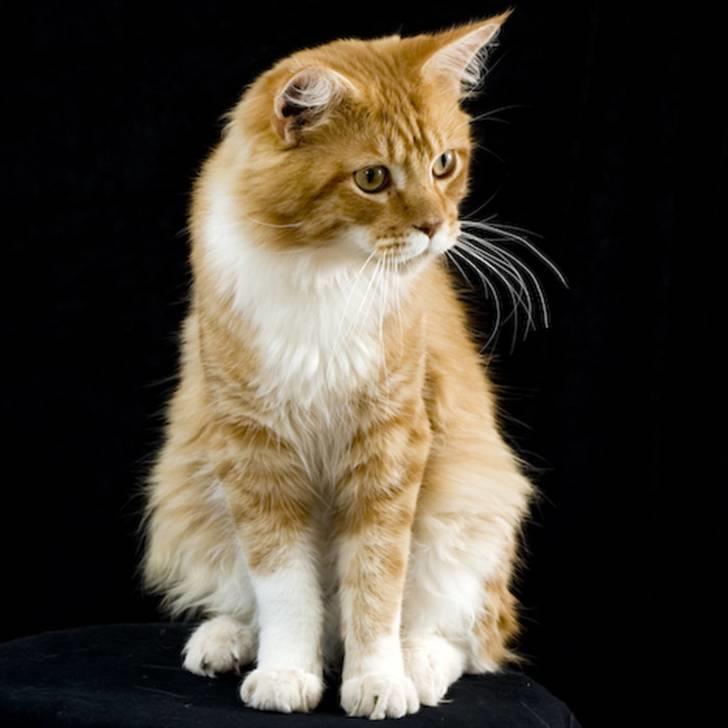 Maine Coon Frode billede 12