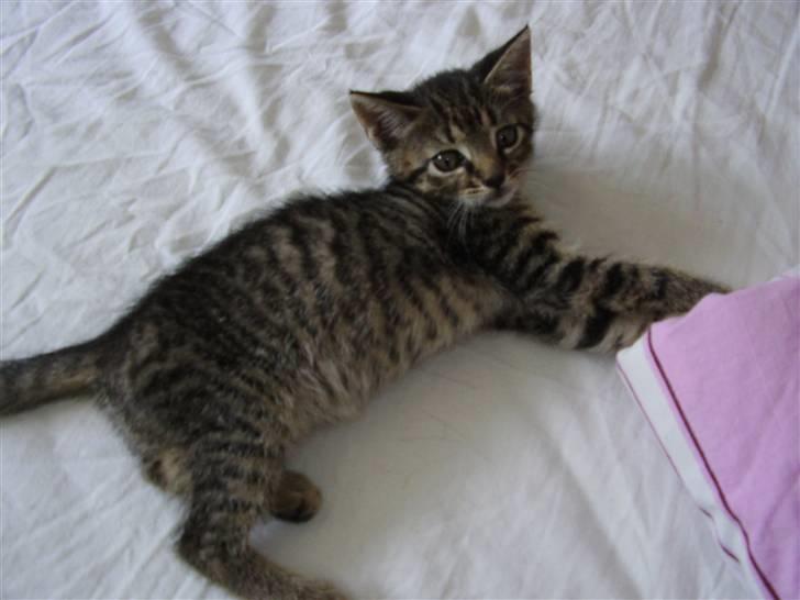 Huskat Pjevs - DøD :'( - Der havde vi li´ fået lille Pjevs. Kun 8 uger. billede 1