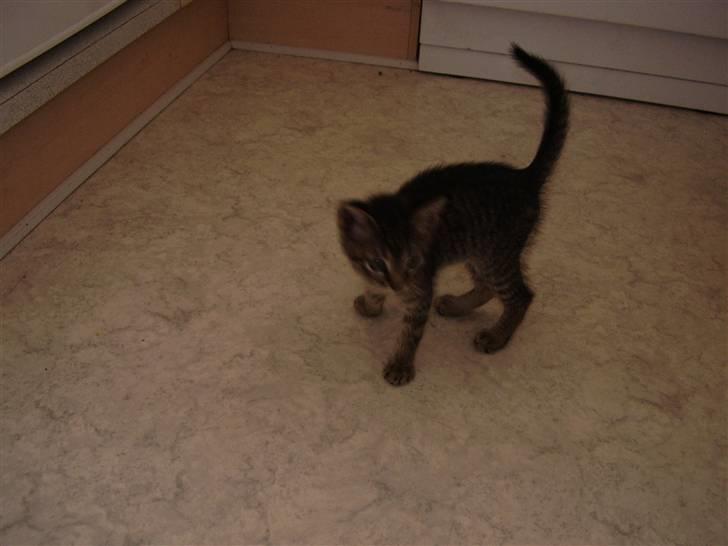 Huskat Pjevs - DøD :'( billede 2