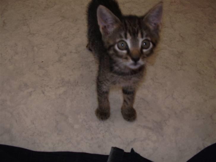 Huskat Pjevs - DøD :'( billede 3