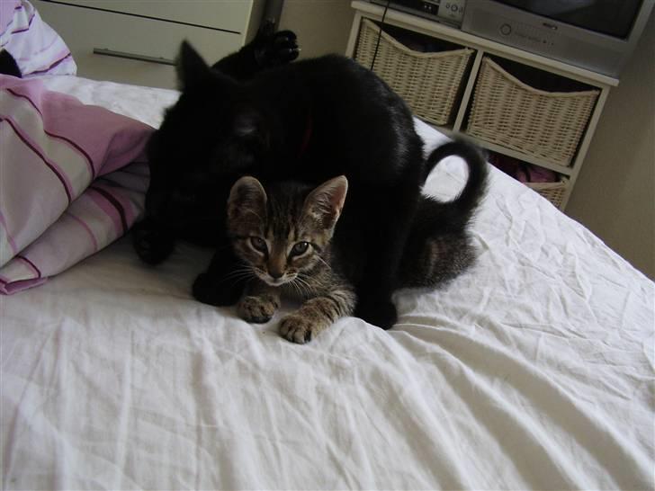 Huskat Pjevs - DøD :'( - Mig og søster Perle leger. billede 4