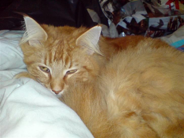 Norsk Skovkat Willy billede 5