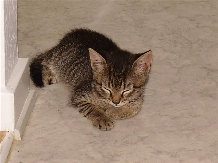 Huskat Pjevs - DøD :'( - Så blev lille mig lidt træt. billede 6