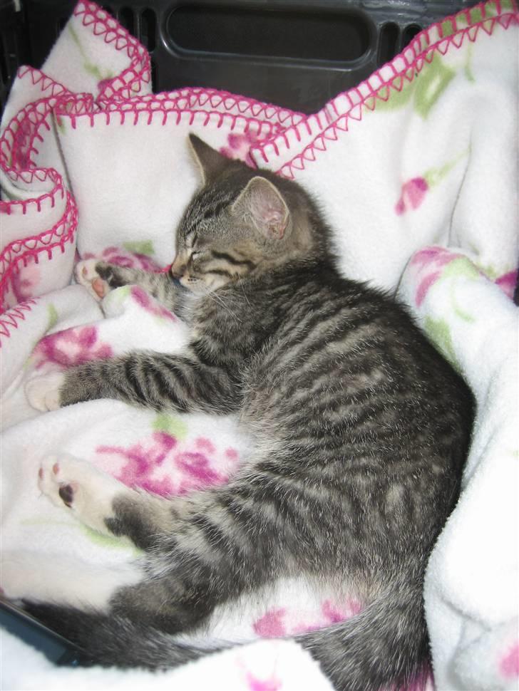 Huskat Tolouse - Så ligger jeg bare og sover på vej hjem til mit nye hjem. Jeg var så dygtig. billede 1